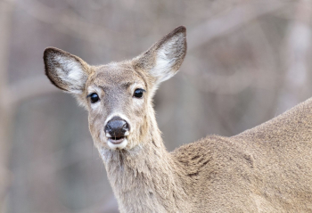 White tailed deer, animal background | Free Photo - rawpixel White tailed deer, animal background | Free Photo - rawpixel
