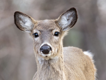 White tailed deer, animal background | Free Photo - rawpixel White tailed deer, animal background | Free Photo - rawpixel