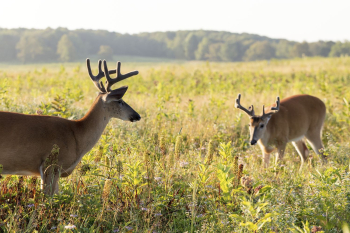 White tailed deer, animal background. | Free Photo - rawpixel White tailed deer, animal background. | Free Photo - rawpixel