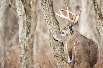 White tailed deer, animal background. | Free Photo - rawpixel White tailed deer, animal background. | Free Photo - rawpixel