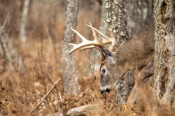 White tailed deer, animal background. | Free Photo - rawpixel White tailed deer, animal background. | Free Photo - rawpixel