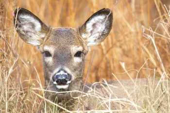White tailed deer, animal background | Free Photo - rawpixel White tailed deer, animal background | Free Photo - rawpixel