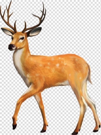 White-tailed deer Animal , Reindeer transparent background PNG clipart White-tailed deer Animal , Reindeer transparent background PNG clipart