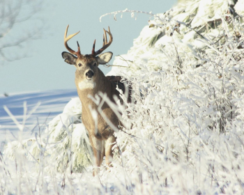 White-tailed Deer- Buck. Free public | Free Photo - rawpixel White-tailed Deer- Buck. Free public | Free Photo - rawpixel