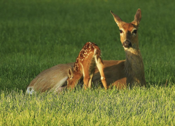 White-tailed deer, fawn Nursing. Free | Free Photo - rawpixel White-tailed deer, fawn Nursing. Free | Free Photo - rawpixel