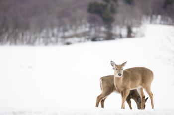 White tailed deer in winter. | Free Photo - rawpixel White tailed deer in winter. | Free Photo - rawpixel