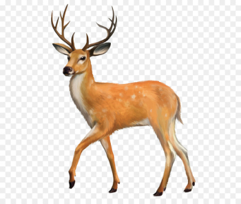 White-tailed deer Red deer Clip art - Deer White-tailed deer Red deer Clip art - Deer