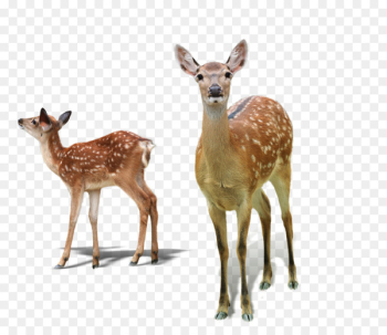 White-tailed deer Red deer Sika deer Tiger - Deer White-tailed deer Red deer Sika deer Tiger - Deer
