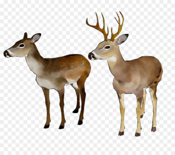 White-tailed deer Reindeer Moschus Antler - White-tailed deer Reindeer Moschus Antler -