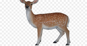 White-tailed deer Reindeer Portable Network Graphics Clip art - deer 