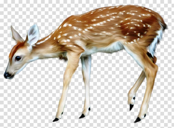 White-tailed deer Watercolor painting Moose Reindeer, deer transparent background PNG clipart