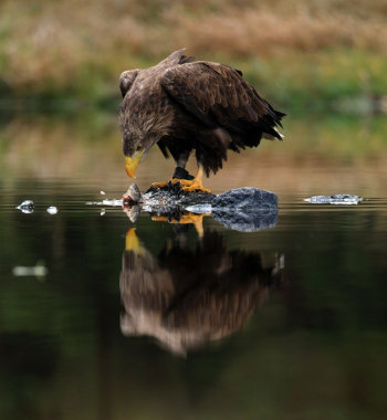White-tailed eagle
Photo taken on photoworkshop. Animal in human care.