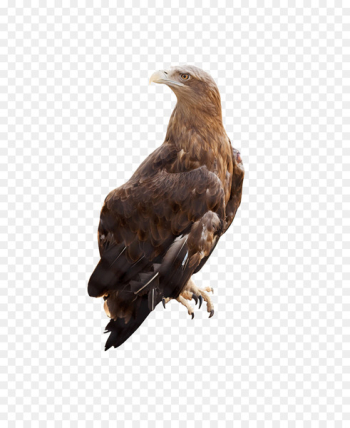 White-tailed eagle Stock photography Alamy - eagle White-tailed eagle Stock photography Alamy - eagle