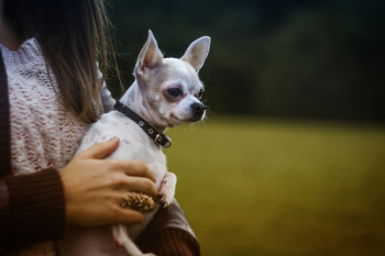 White Tan Smooth Chihuahua White Tan Smooth Chihuahua