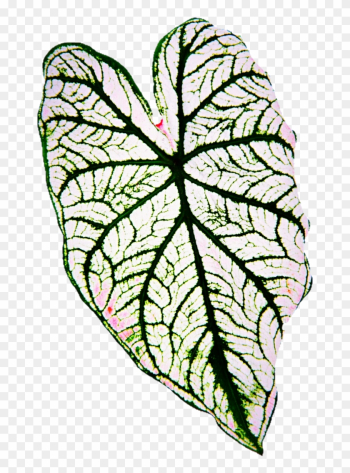 White Taro Leaf By Jeanicebartzen27 - White Taro Leaf By Jeanicebartzen27