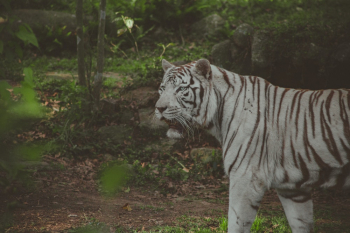 White Tiger White Tiger
