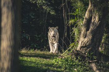 White Tiger White Tiger