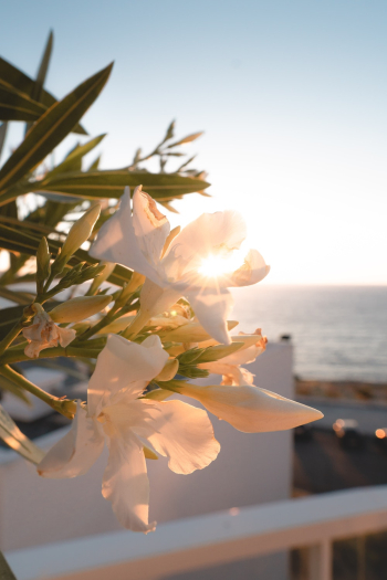 White Tiger Lily Flower White Tiger Lily Flower