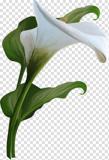 White tulip, Arum-lily Calla Flower , watercolor flowers background transparent background PNG clipart