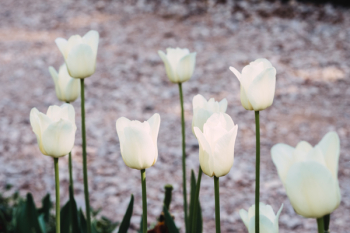 White tulips White tulips