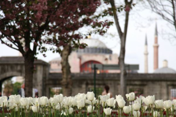 white tulips flowers white tulips flowers
