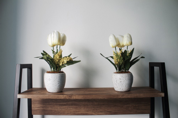 White Tulips With Pots White Tulips With Pots