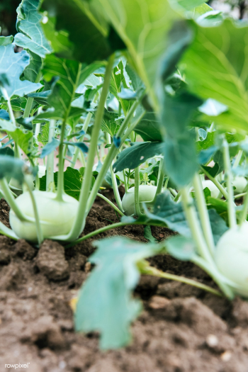 White turnips | Free public domain photo - 432149 White turnips | Free public domain photo - 432149