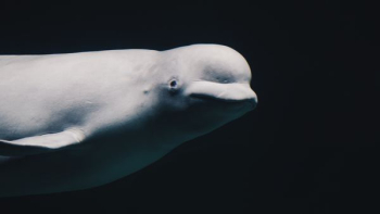 white underwater animal white underwater animal