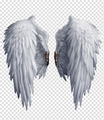 White wings illustration, , White Wings transparent background PNG clipart White wings illustration, , White Wings transparent background PNG clipart