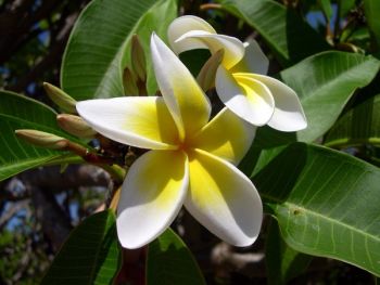 White Yellow Plumeria Flower in Bloom during Day Time White Yellow Plumeria Flower in Bloom during Day Time