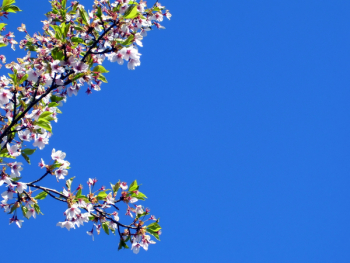 WhiteBuds051307__2_.jpg