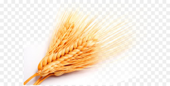 Whole grain Grasses Cereal - Golden wheat wheat wheat Whole grain Grasses Cereal - Golden wheat wheat wheat