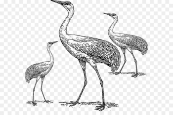 Whooping crane Bird Heron Drawing - aves icon Whooping crane Bird Heron Drawing - aves icon