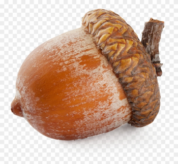 Why Acorn Nut Food Is Used By Indigenous People - Nut Png Why Acorn Nut Food Is Used By Indigenous People - Nut Png
