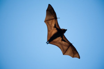 Wide Winged Bat Flies Wide Winged Bat Flies