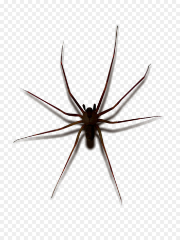Widow spiders STX G.1800E.J.M.V.U.NR YN May Wolf spider - spider 