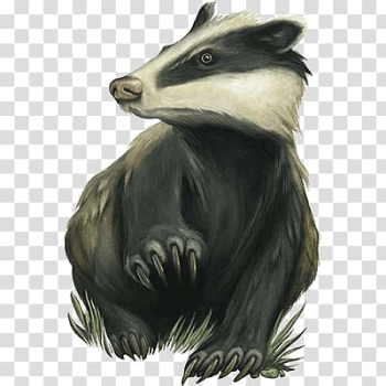 Wild animal , Badger transparent background PNG clipart