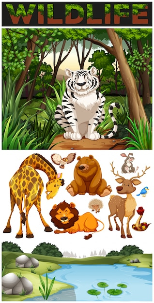 Wild animals in the jungle Wild animals in the jungle
