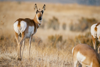 Wild Animals on Grass Field Wild Animals on Grass Field