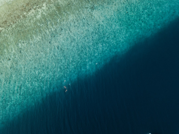 Wild Blues 🌊 Wild Blues 🌊