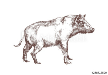 Wild boar, swine or pig hand drawn with contour lines on white background Wild boar, swine or pig hand drawn with contour lines on white background