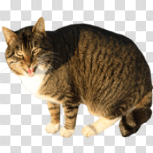 Wild Cat Animal image with transparent background