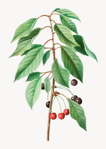 Wild cherries | Free stock vector - 568881 Wild cherries | Free stock vector - 568881