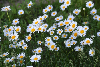 wild daisies.jpg wild daisies.jpg