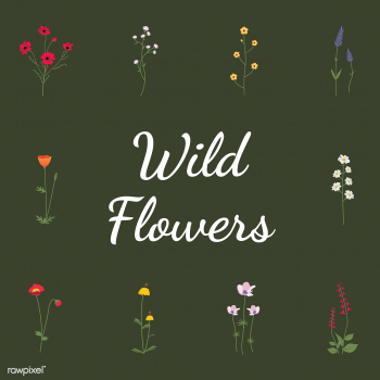 Wild flower vector | Free stock vector - 4284 Wild flower vector | Free stock vector - 4284