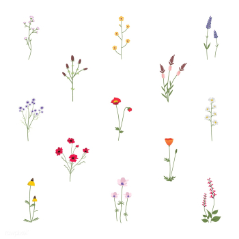 Wild flower vectors | Free stock vector - 4279 Wild flower vectors | Free stock vector - 4279