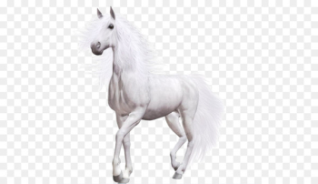 Wild horse Pony - White Horse Wild horse Pony - White Horse