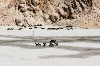 Wild horses in Ladakh India | Free stock photo - 90457 Wild horses in Ladakh India | Free stock photo - 90457