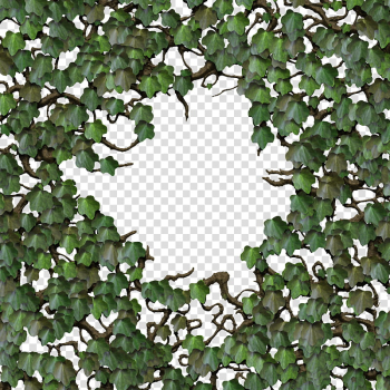 Wild Ivy climbing plant green v transparent background PNG clipart