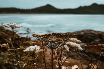 Wild Plants Wild Plants
